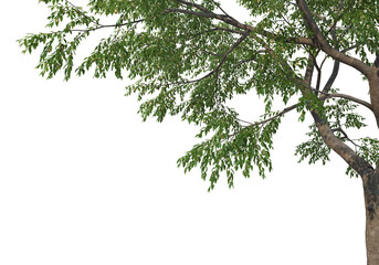 Foreground branch on a transparent background
