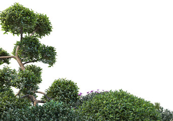 Shrubs and flower on a transparent background
