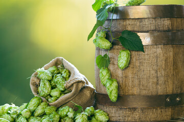 Beer brewing ingredients- hop cones, on the table with the aged barrel in front of hops plantation...