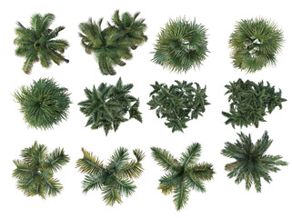 top view Tree on a transparent background
