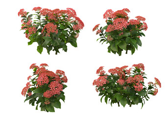 Fototapeta premium Flowers on a transparent background 