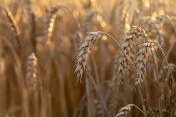 Ripe wheat ears in an agricultural field at harvest time, sunset time