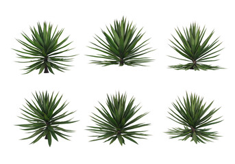 Tropical plants on a transparent background
