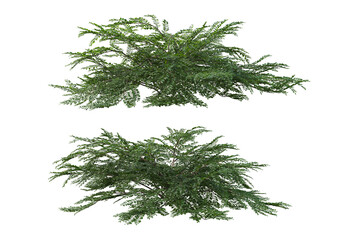 Tropical plants on a transparent background
