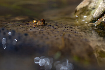 Płazy bezogonowe (Anura), ropucha szara (bufo bufo) na żabim skrzeku (13).