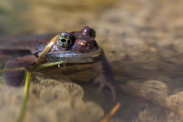 Niebieska żaba moczarowa (rana arvalis) oraz ropucha , płazy bezogonowe (Anura), żaba w wodzie siedząca na skrzeku (1).
