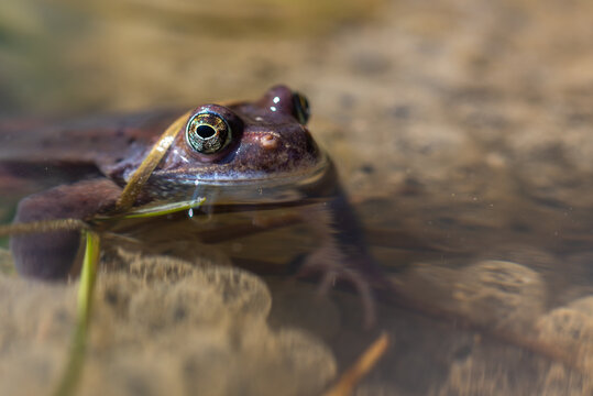 Niebieska żaba moczarowa (rana arvalis) oraz ropucha , płazy bezogonowe (Anura), żaba w wodzie siedząca na skrzeku (1).
