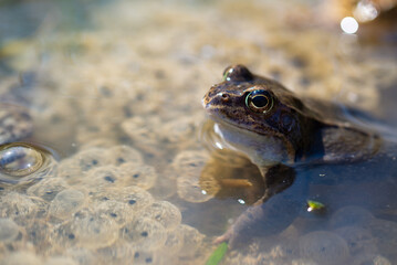 Niebieska żaba moczarowa (rana arvalis), płazy bezogonowe (Anura), żaba w wodzie siedząca na skrzeku (21).
 - obrazy, fototapety, plakaty