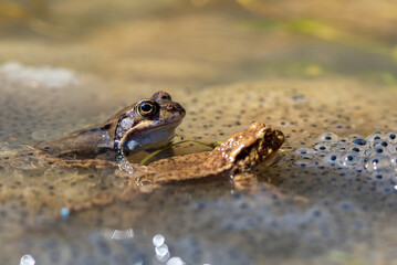 Niebieska żaba moczarowa (rana arvalis), Ropucha szara (bufo bufo) płazy bezogonowe (Anura), żaba w wodzie siedząca na skrzeku (1).
 - obrazy, fototapety, plakaty