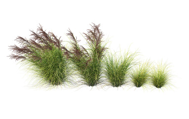 Grass on a transparent background
