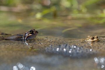 Żaba moczarowa (rana arvalis), płazy bezogonowe (Anura), żaba w wodzie siedząca na skrzeku (6) - obrazy, fototapety, plakaty