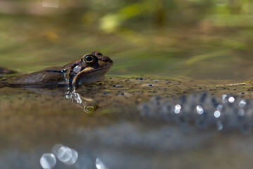Żaba moczarowa (rana arvalis), płazy bezogonowe (Anura), żaba w wodzie siedząca na skrzeku (5) - obrazy, fototapety, plakaty
