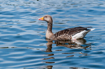 Greylag Goose (Anser anser) in park, Germany