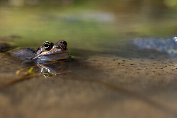 Żaba moczarowa (rana arvalis), płazy bezogonowe (Anura), żaba w wodzie siedząca na skrzeku (2) - obrazy, fototapety, plakaty