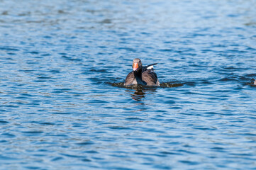 Fototapeta premium Greylag Goose (Anser anser) in park, Germany