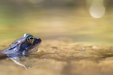 Płazy bezogonowe (Anura), niebieska żaba moczarowa (rana arvalis), skrzek, profil, ostre oko, bokeh  (1). - obrazy, fototapety, plakaty