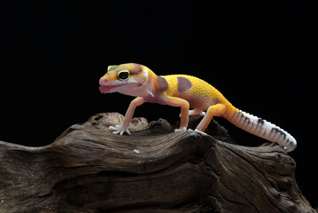 Leopard gecko on the tree bark