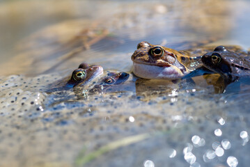Żaba moczarowa (rana arvalis), płazy bezogonowe (Anura), kopulujące żaby siedzące na skrzeku oraz jedna rechocząca, nabrzmiały rezonator (5).