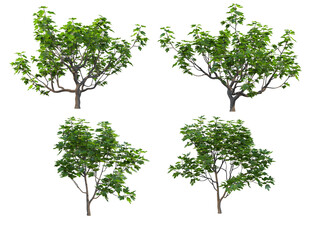 Obraz premium Tree on a transparent background 
