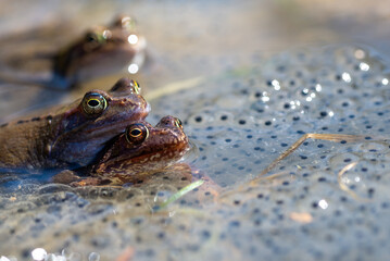 Żaby moczarowe (rana arvalis), płazy bezogonowe (Anura), dwie kopulujące żaby siedzące na skrzeku, ostre oko (4). - obrazy, fototapety, plakaty