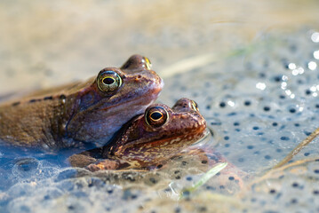 Żaba moczarowa (rana arvalis), płazy bezogonowe (Anura), dwie kopulujące żaby siedzące na skrzeku, złote oczy (3). - obrazy, fototapety, plakaty
