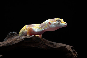 Leopard gecko on the tree bark