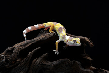 Leopard gecko on the tree bark