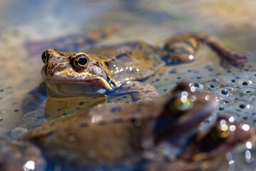 Żaba moczarowa (rana arvalis), płazy bezogonowe (Anura), dwie kopulujące żaby na pierwszym planie, jedna ostra w tle.  