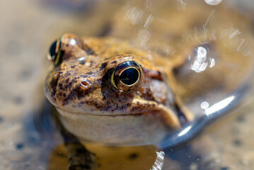 Żaba moczarowa (rana arvalis), płazy bezogonowe (Anura), żabi pyszczek, złote oko.