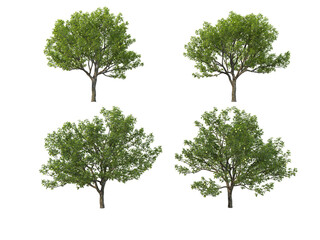 Tree on a transparent background
