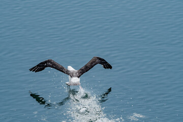 Black-browed Albatross (Thalassarche melanophris) in South Atlantic Ocean, Southern Ocean, Antarctica