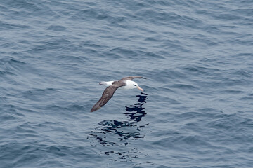 Black-browed Albatross (Thalassarche melanophris) in South Atlantic Ocean, Southern Ocean, Antarctica