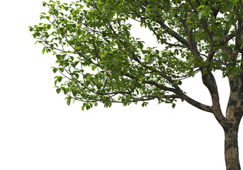 Foreground branch on a transparent background  © jomphon