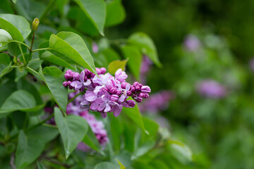 Fototapeta na wymiar Syringa. Blooming branches of lilac close-up. Lush bloom of lilacs.