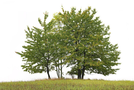 Trees on meadow isolated on white background