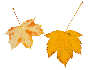 Two yellow maple leaves isolated on white background