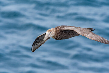 Southern Giant Petrel (Macronectes giganteus) in South Atlantic Ocean, Southern Ocean, Antarctica