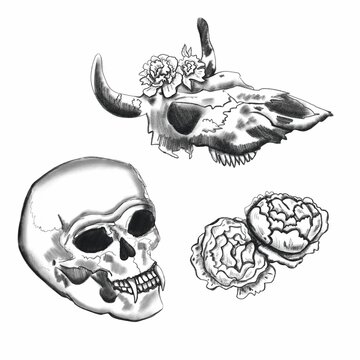 Human skull, cow skull and flowers. Set of black and white elements. Black and white monochrome drawing on a white background. Mystical print. Pencil sketch.