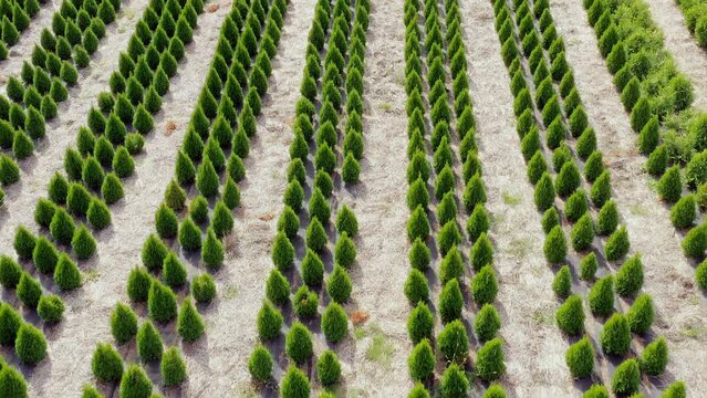 Forestry. Rows of planted coniferous seedlings. A large plantation. Restoration of forests. Greening the planet