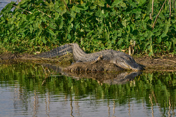 Alligator Sunning By the Waters Edge of Lake Apopka Wildlife Drive in Florida