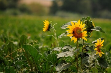Herbst ist bald und Schluss mit den Blumen