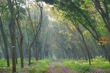 Obraz premium Rubber Tree in Rubber Forest Background. Rubber forest in rainy season with yellow and green leaves. Rubber plantation with colorful leaves. 