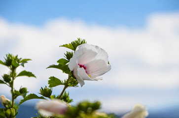 Preciosa flor blanca