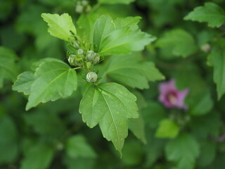Pąki kwiatów hibiskusa © EwaAF