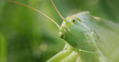 Big green locust eating grass, 4k macro video
