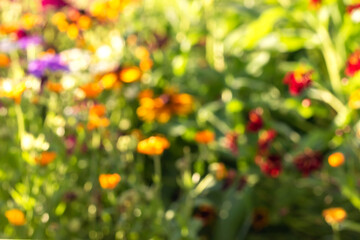 Summer blurred natural background. Defocused bright colorful flowers. Abstract colorful bokeh