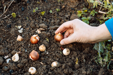 hands holding tulip bulbs before planting in the ground