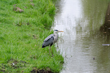 Uccello pescatore Olandese - 525358883