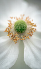 Purity, softness, innocence and quiet