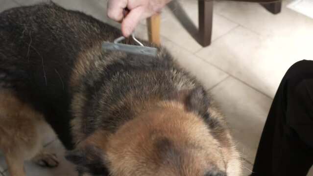 Hand Brushing Dog Removing Loose Hair Closeup